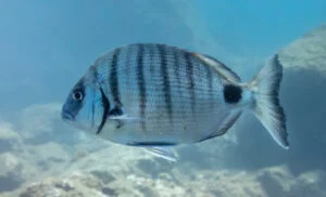 como pescar sargos en cádiz