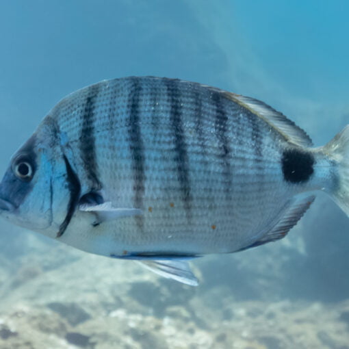 como pescar sargos en cádiz
