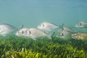 Mejor carnada para pescar doradas