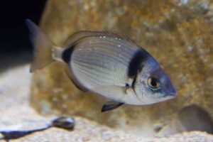 Como pescar mojarras en cádiz