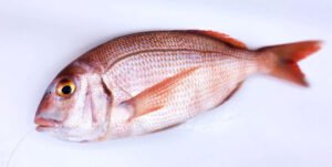 ¿ donde pescar los bocinegros pargos ?