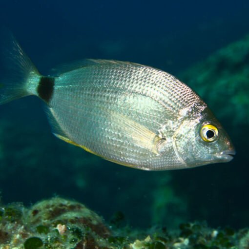 como pescar el raspallón