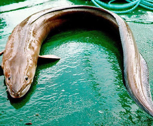 como pescar congrio en cádiz