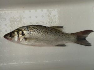 Donde pescar bailas en cádiz