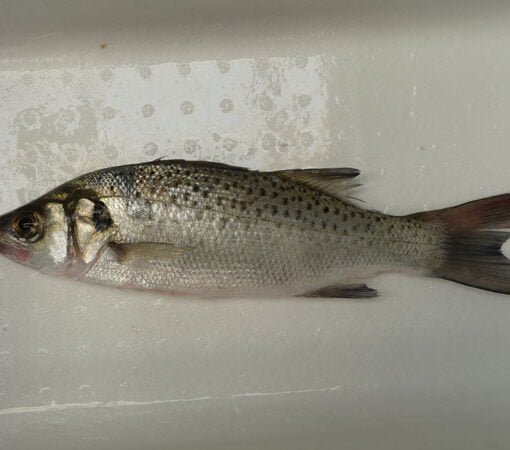 Donde pescar bailas en cádiz