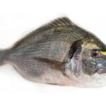 ¿ como pescar doradas en cádiz?