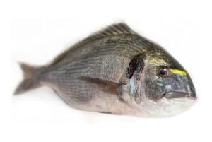 ¿ como pescar doradas en cádiz?