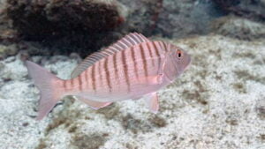 como pescar herreras en cadiz