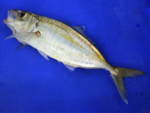 ¿ como pescar en cádiz jurelas ?