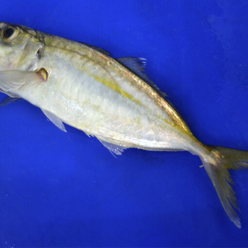 ¿ como pescar en cádiz jurelas ?