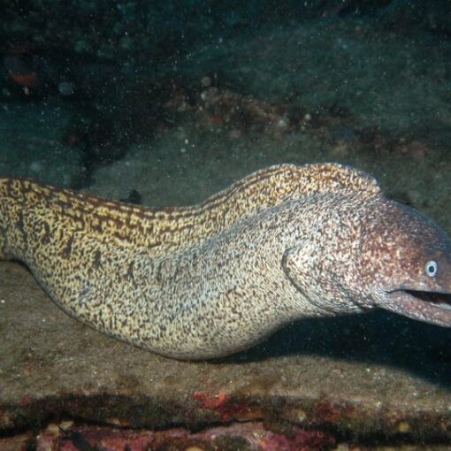 donde pescar las morenas en cadiz