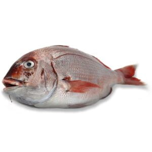 ¿ como pescar pargos o bocinegro ?