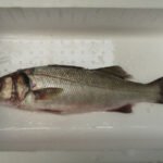 ? Donde pescar robalos en cádiz ?