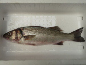 ? Donde pescar robalos en cádiz ?