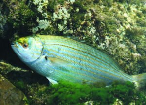 ¿Como pescar salemas en cádiz?